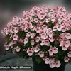 DIASCIA APPLEBLOSSOM