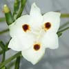 DIETES BICOLOR