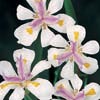 DIETES GRANDIFLORA