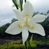 DIETES ROBINSONIANA
