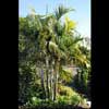 DYPSIS BARONII