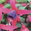 FUCHSIA SHADOWDANCER GENE