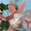 FUCHSIA SHADOWDANCER GINGER