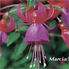 FUCHSIA SHADOWDANCER MARCIA