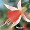 FUCHSIA SHADOWDANCER PEGGY