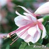 FUCHSIA SHADOWDANCER ROSELLA