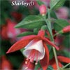 FUCHSIA SHADOWDANCER SHIRLEY
