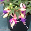 FUCHSIA SHADOWDANCER VIOLETTA