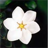 GARDENIA FRAGRANT STAR