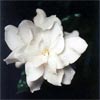 GARDENIA VEITCHII