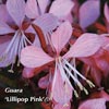 GAURA LILLIPOP PINK