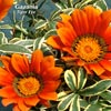 GAZANIA TIGER EYE