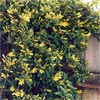 GELSEMIUM SEMPERVIRENS