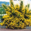 GENISTA YELLOW IMP