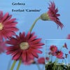 GERBERA EVERLAST CARMINE