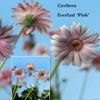 GERBERA EVERLAST PINK