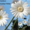 GERBERA EVERLAST WHITE