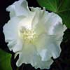GOSSYPIUM HERBACEUM