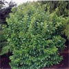 GRISELINIA LITTORALIS BROADWAY MINT