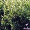 GRISELINIA LUCIDA
