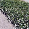 HARDENBERGIA VIOLACEA WHITE OUT