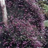 HARDENBERGIA VIOLACEA