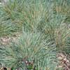 HELICTOTRICHON SEMPERVIRENS