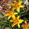 HEMEROCALLIS AZTEC GOLD