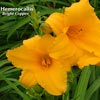 HEMEROCALLIS BRIGHT COPPER