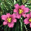 HEMEROCALLIS GRAPE RIPPLE
