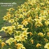HEMEROCALLIS LEMON YELLOW