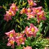 HEMEROCALLIS MARCIA FAYE