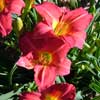 HEMEROCALLIS RED RUM