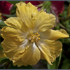 HIBISCUS FULL MOON