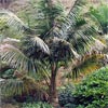 HOWEA FORSTERIANA