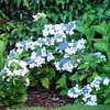 HYDRANGEA LIBELLE