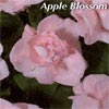 IMPATIENS DOUBLEUPS APPLE BLOSSOM
