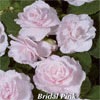 IMPATIENS DOUBLEUPS BRIDAL PINK