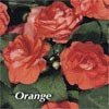 IMPATIENS DOUBLEUPS ORANGE