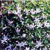 ISOTOMA FLUVIATUS