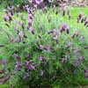 LAVANDULA MAJOR