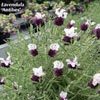 LAVANDULA PROVENCAL ANTIBES