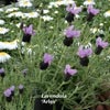 LAVANDULA PROVENCAL ARLES