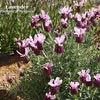 LAVANDULA PROVENCAL AVIGNON