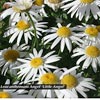 LEUCANTHEMUM ANGEL