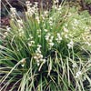 LIBERTIA GRANDIFLORA