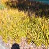 LIBERTIA PEREGRINANS