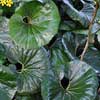 LIGULARIA RENIFORMIS