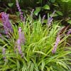 LIRIOPE MUSCARI GOLD BAND
