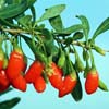 LYCIUM BARBARUM